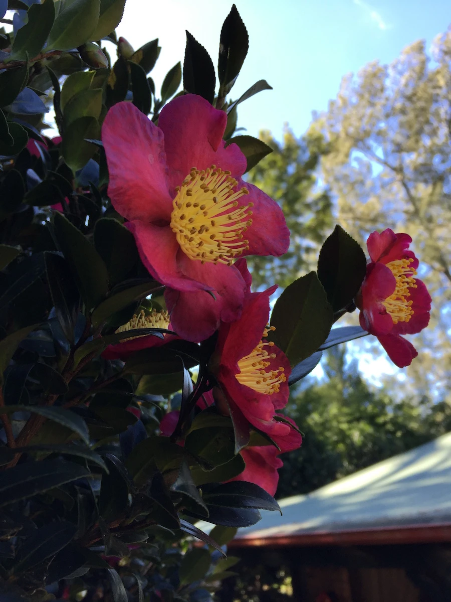 x vernalis Yuletide